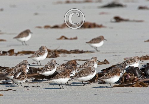 Sanderling DM1098